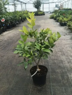 Citron vert (Citrus latifolia) — jeune arbuste en pot noir sur allée de pépinière · Pot 5L Tige