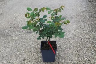 Rosier 'Notre dame de paris' (Rosa hybrida) — jeune rosier feuillu en pot plastique noir · Pot 5L
