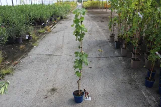 Pot 3L hauteur moyenne 100/120 cm (hors pot)