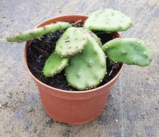 Oponce de l'est (Opuntia humifusa) — cactus à raquettes vertes en pot plastique · Godet