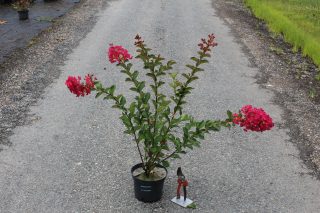 Pot 3L