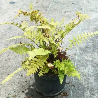 Fougère mâle 'Filix mas' (Dryopteris) — touffe de frondes vert clair dans un pot noir · Pot 2.5L Touffe