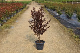 Pot 7.5L  Touffe