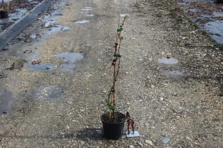 Cognassier à fleurs 'Mango storm' (Chaenomeles speciosa) — jeune arbuste en pot sur chemin gravillonné · Pot 3L