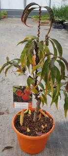 Pêcher 'Crimson bonfire' (Prunus persica) — jeune arbre fruitier en pot avec étiquette · Pot 6L