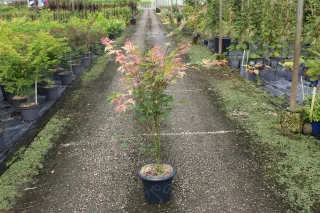 Pot 7.5L