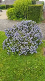 Ceanothe Rampant (Ceanothus thyrsiflorus) — arbuste arrondi couvert de grappes de fleurs bleues · Pot 3L