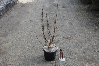 Magnolia 'Susan' — Pot 5L