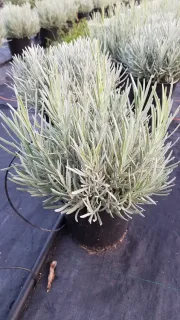 Lavandin 'Dutch lavander' (Lavandula intermedia) — touffe dense de feuillage linéaire en pot · Pot 3L Touffe