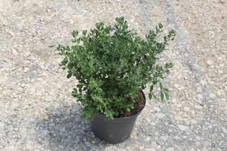 Pot 5L