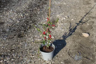 Cognassier à fleurs 'Scarlet storm' (Chaenomeles speciosa) — Pot 3L