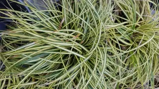 Laîche d'Oshima (Carex oshimensis) — gros plan de longues feuilles panachées · Pot 2.5L Touffe