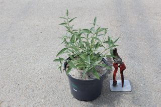Pot 3L