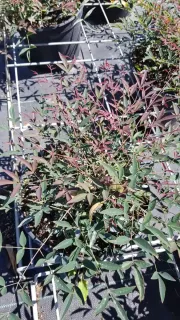Bambou sacré 'Flirt murasaki' (Nandina domestica) — arbuste dense aux feuilles vertes et rouges en pot · Pot 3L Touffe