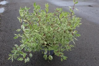 Cornouiller blanc 'Elegantissima' (Cornus alba) — arbuste variegé en pot sur sol asphalté · Pot 7.5L