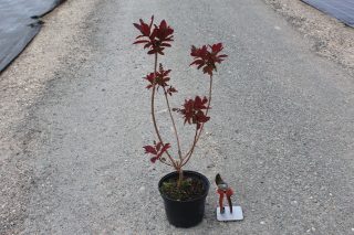 Pot 3L