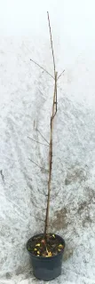 Bois de sainte lucie 'Mahaleb' (Prunus) — jeune tige ligneuse nue attachée sur tuteur · Pot 8L Baliveau