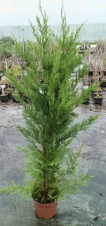 Cyprès de Leyland (Cupressocyparis leylandii) — conifère vert dressé en pot de pépinière · Pot 6L