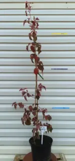 Érable à peau de serpent 'Red flamingo' (Acer conspicuum) — jeune arbre élancé en pot noir de pépinière · Pot 8L Touffe