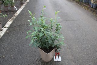 Pot 5L hauteur moyenne 40/60 cm (hors pot)