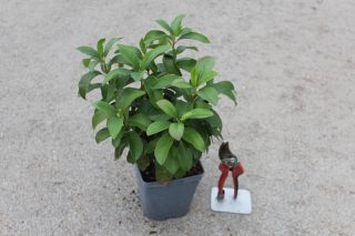 Pot 2L hauteur moyenne 20/40 cm (hors pot)
