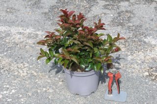 Pot 3L