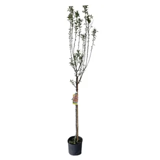 Amandier 'Supernova' (Prunus amygdalus) — jeune arbre greffé élancé en pot plastique · Pot 10L Tige