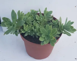 Sedum de palmer (Sedum palmeri) — succulente verte en rosettes dans contenant marron · Pot 2.5L