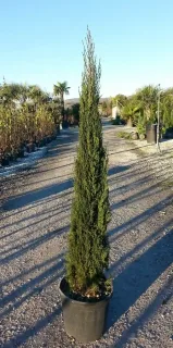 Cyprès d'italie 'Pyramidalis' (Cupressus sempervirens) — conifère élancé en pot sur allée de pépinière · Pot 15L