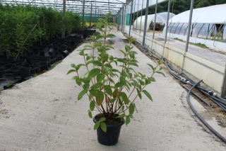 Pot 7.5L