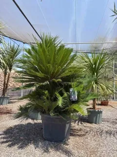 Cycas du Japon (Cycas revoluta) — grand sujet en pot dans pépinière · Pot 110L