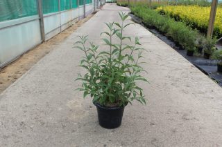Pot 7.5L hauteur moyenne 60/80 cm (hors pot)