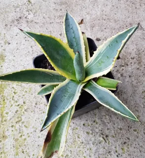 Agave d'amérique panaché jaune 'Marginata' (Agave americana) — rosette de feuilles épaisses panachées vert et crème · Pot 1.5L