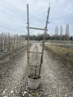 Pot 10L Formé en palmette simple U