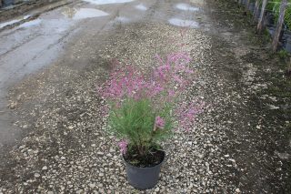 Pot 3L hauteur moyenne 40/60 cm (hors pot)