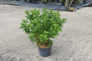 Escallonia 'Pink elle' — Pot 7.5L