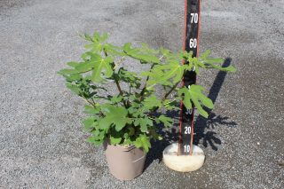 Pot 2L