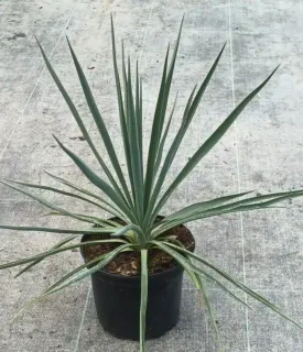 Yucca sentinelle bleu 'Blue sentry' (Yucca rigida) — jeune plante graphique à longues feuilles étroites · Pot 2.5L