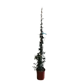 Jasmin étoilé (Trachelospermum jasminoides) — plante grimpante élancée en pot plastique · Pot 5L