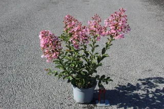 Pot 3L hauteur moyenne 40/60 cm (hors pot)