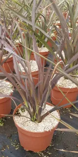 Lin de nouvelle-zélande pourpre 'Purpurea' (Phormium tenax) — feuillage rubané pourpre dans plusieurs pots plastique · Pot 3L Touffe