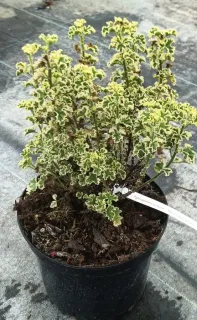 Géranium au parfum de pamplemousse 'Variegatum' (Pelargonium crispum) — feuillage frisé panaché vert et crème en pot · Pot 3L
