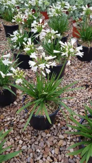 Agapanthe 'Nina white' (Agapanthus africanus) — plante à longues feuilles vertes et fleurs blanches · Pot 3L