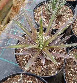 Agave filifera 'Schidigera' — rosette de feuilles rigides bordées de filaments blancs · Pot 2.5L