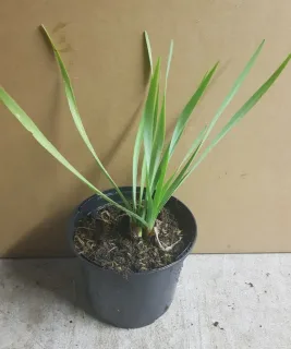 Tulbaghie violette (Tulbaghia violacea) — jeune plant vert en pot plastique noir · Pot 1.5L