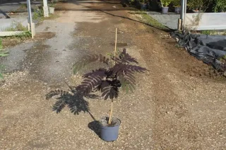 Arbre à soie Summer chocolate (Albizia) — jeune plant à feuillage sombre en pot · Pot 3L