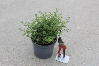 Pot 3L