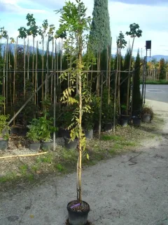Glycine du japon (Wisteria floribunda) — jeune plant tuteuré dans une pépinière extérieure · Pot 3L