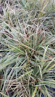 Laîche 'Everest' (Carex oshimensis) — touffe dense de feuilles rubanées panachées · Pot 2.5L Touffe