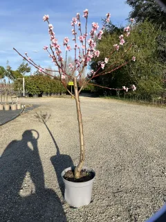 Pot 10L formé en gobelet sur une tige de 60-70 cm, hauteur totale de 125-150 cm (hors pot), plante âgée de 2 ans